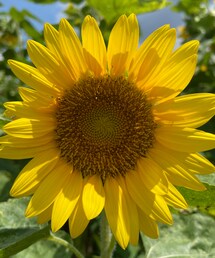 LE TALON | パンプス