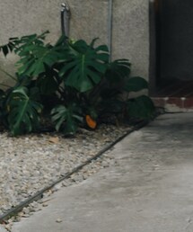 ins:znhcat | その他