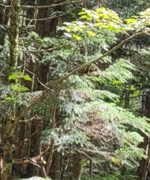 mont-bell | キャップ