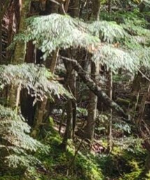 Columbia | カーゴパンツ