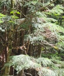 Columbia | Tシャツ/カットソー