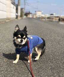 カミュちゃん | その他