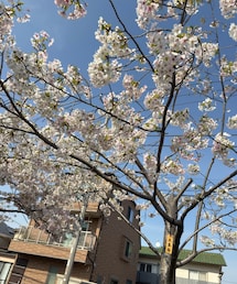 大島桜、満開 | その他