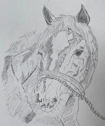 スペシャルウィーク🐴 | その他ペットグッズ