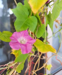 朝顔💐 | 猛暑日で開花出来ずに寒空の師走の外で咲く朝顔(フラワーベース)