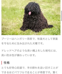 プーリー | その他ペットグッズ