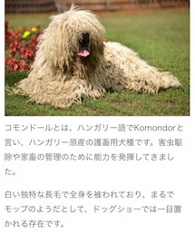 コモンドール | その他ペットグッズ