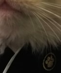 PETEMOの「ペットグッズ(ペットウェア)」