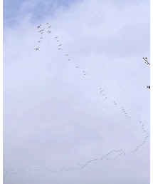 渡り鳥🦆 | その他