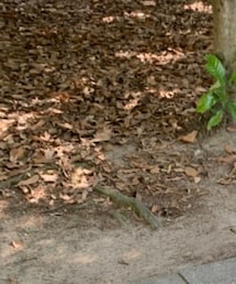 大濠公園 | その他