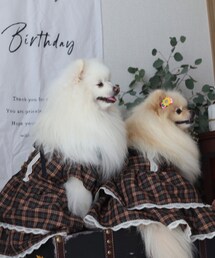 わんこさん🐶 | その他