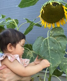 お庭の🌻もう終わり | その他