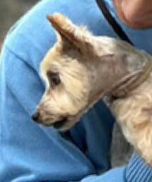 ひとんちの犬 | その他