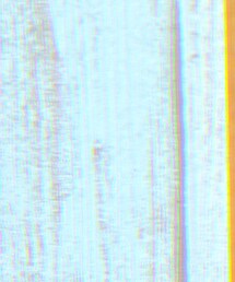 STUSSY | Tシャツ/カットソー