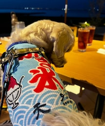 うちの子🐶の今日のコーデ | Tシャツ/カットソー