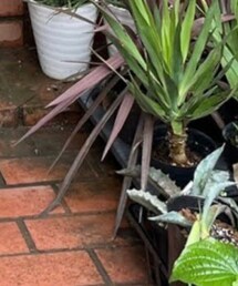 ENVYLOOK | デニムパンツ