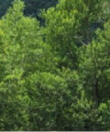 nanamica | キャップ