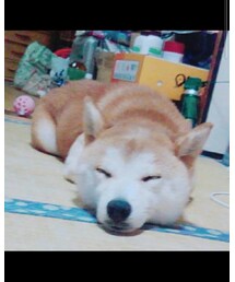 わんころ😇 | その他