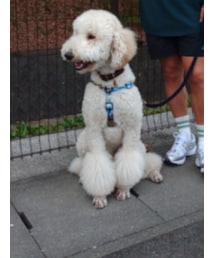 スタンダードプードル | ラッピングキット