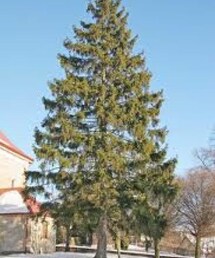 モミの木 | その他