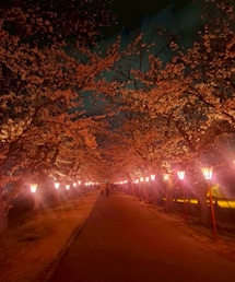 夜桜並木 | 福袋/福箱