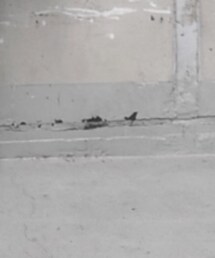 UNIQLO | スウェットパンツ