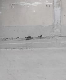 NEW BALANCE | スニーカー