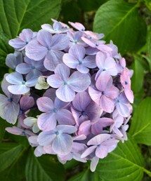 自由 | いつかの紫陽花(スマホグッズ)