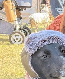 lunneta | ペットウェア