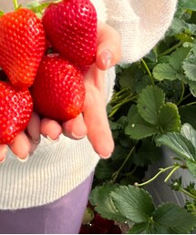 GU | スラックス