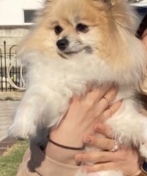 友達のわんこ | その他