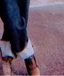 alfredoBANNISTER | ブーツ