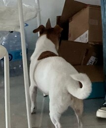 doggie | ファッション雑貨