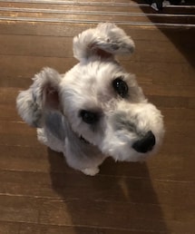 わんわん | Miniature schnauzer(その他)