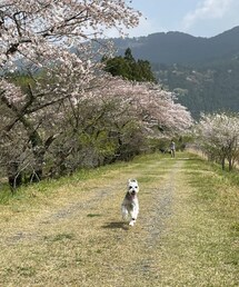わんわん | Miniature schnauzer(その他)