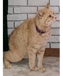 ねこ😺 | その他ペットグッズ