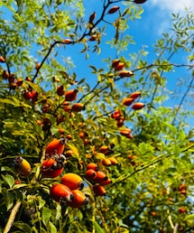 バラの実って可愛いよね | 音楽/本・雑誌