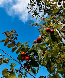 バラの実って可愛いよね | 音楽/本・雑誌