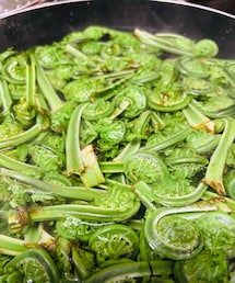 こごめ(こごみ)を大量にもらいました♫ | アウトドア/スポーツ