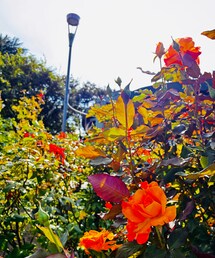 長野県中野市一本木公園 | 音楽/本・雑誌