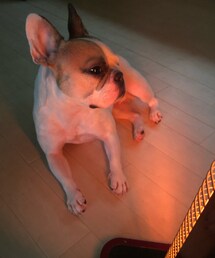あったかーの顔🐷 | ペットグッズ