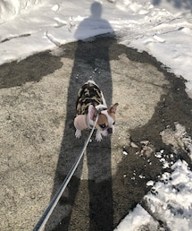 雪苦手🐷 | ペットウェア