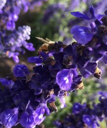 働き蜂さん🐝🍯✨ | 香水