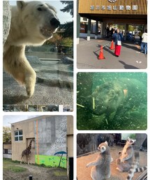 旭山動物園🦒🐻❄️🐧🦧 | キリンのゲンキは心なしか元気なかったな…🥲(その他)