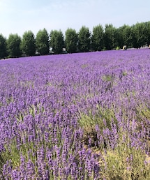 ラベンダー畑 | 香水