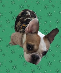 🐷☃️ | ペットウェア