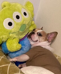 愛犬🐷 | 首にしこりができて、5センチくらい切って検査しました。まだ少し首の辺り腫れてる🥲昨日検査結果わかって、炎症のみ✨悪い病気じゃなくて一安心🥹長生きしてよぉ🐷(その他)