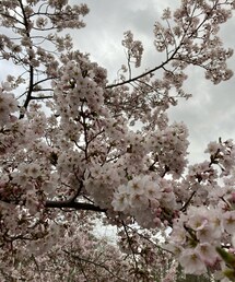 桜🌸 | その他
