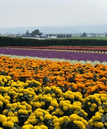 ファーム富田 | 香水