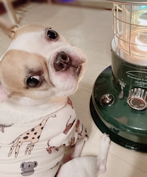 定位置🔥 | ストーブたくとすぐに真横に行って動かない🔥(その他)